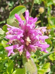 Betonica hirsuta