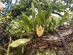Bulbophyllum pectinatum