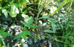 Geranium sibiricum