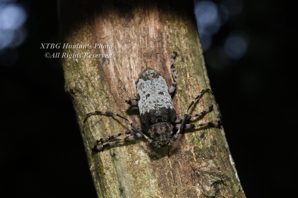 Moechotypa adusta