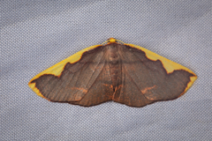 Nothomiza flavicosta