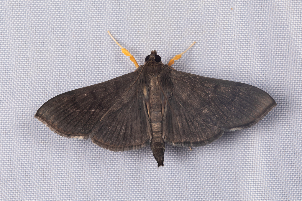 Omiodes noctescens