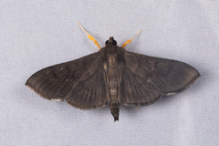 Omiodes noctescens
