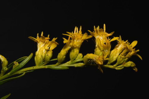 Image of Solidago gattingeri by (c) Brian Finzel, some rights reserved (CC BY-SA)