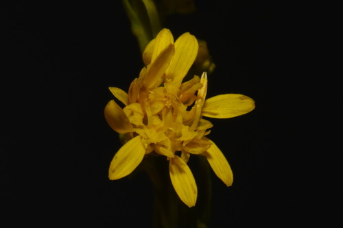 Image of Solidago gattingeri by (c) Brian Finzel, some rights reserved (CC BY-SA)
