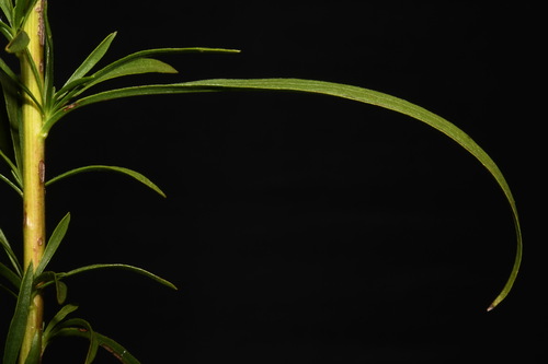 Image of Solidago gattingeri by (c) Brian Finzel, some rights reserved (CC BY-SA)