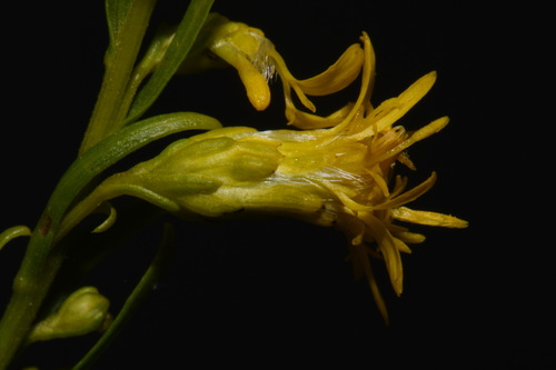 Image of Solidago gattingeri by (c) Brian Finzel, some rights reserved (CC BY-SA)