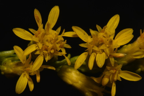 Image of Solidago gattingeri by (c) Brian Finzel, some rights reserved (CC BY-SA)