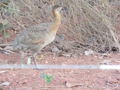 Rhynchotus rufescens