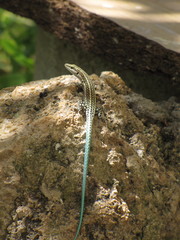 Anatololacerta pelasgiana