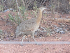 Rhynchotus rufescens