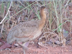 Rhynchotus rufescens