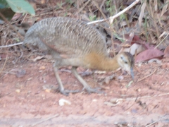 Rhynchotus rufescens