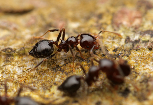 Crematogaster politaCrematogaster polita