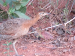 Rhynchotus rufescens