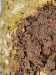 Crematogaster polita