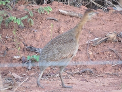 Rhynchotus rufescens