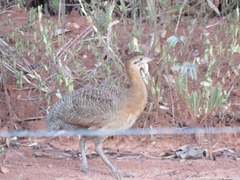 Rhynchotus rufescens