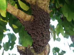 Crematogaster polita