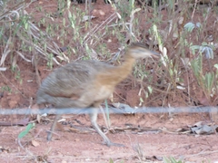 Rhynchotus rufescens