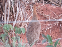 Rhynchotus rufescens