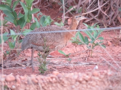 Rhynchotus rufescens