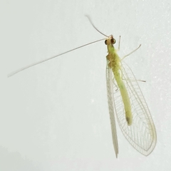 Chrysopodes