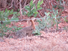 Rhynchotus rufescens