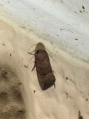 Elaphria fuscimacula