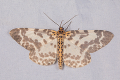 Percnia luridaria