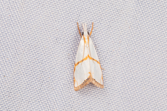 Pseudargyria interruptella