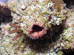 Pyura praeputialis