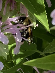 Bombus griseocollis