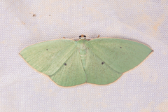 Pseudothalera carolinae