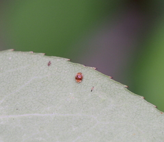 Clitostethus arcuatus
