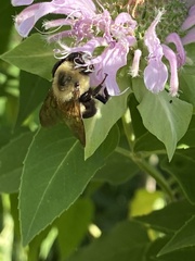 Bombus griseocollis