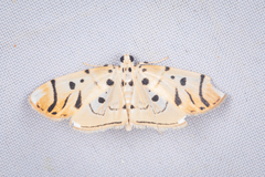 Pycnarmon radiata