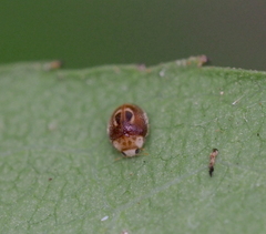 Clitostethus arcuatus