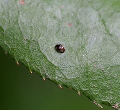Clitostethus arcuatus