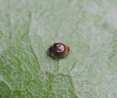 Clitostethus arcuatus