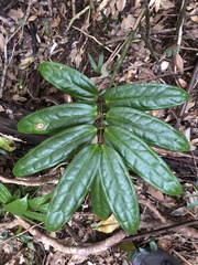 Ripogonum discolor
