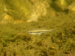 Phoxinus septimaniae