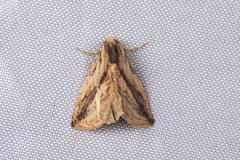 Rivula striatura
