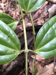 Ripogonum discolor