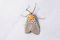 Tyspanodes hypsalis