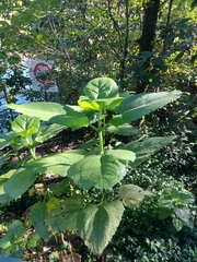 Smallanthus pyramidalis