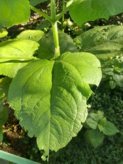Smallanthus pyramidalis