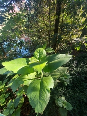 Smallanthus pyramidalis