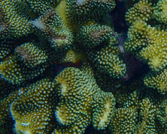 Cirripectes variolosus