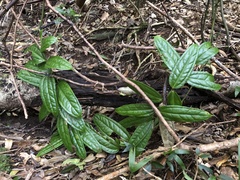 Ripogonum discolor